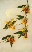 Картина Желтые камышевки, Иосиф Варфоломей Кидд